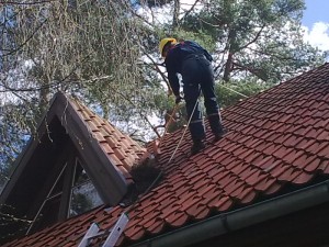 Notekreņu tīrīšana no lapām, skujām- Bīstamo zaru, koku apzāģēšana,