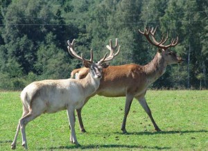 Safari parks More - savvaļas dzīvnieku dārzs